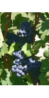 Cabernet Franc